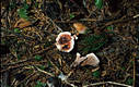 Hydnellum peckii Banker ap.Peck