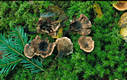 Hydnellum peckii Banker ap.Peck