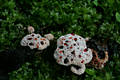 Hydnellum peckii Banker ap.Peck