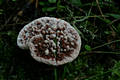 Hydnellum peckii Banker ap.Peck