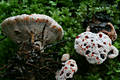 Hydnellum peckii Banker ap.Peck