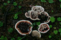 Hydnellum peckii Banker ap.Peck