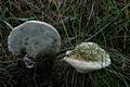 Hydnellum suaveolens (Scop.:Fr.)Karst.