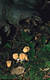 Hydnum repandum L.:Fr.