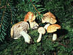 Hydnum repandum var. rufescens (Fr.)Barla