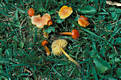 Hygrocybe acutopunicea R.Haller