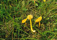 Hygrocybe chlorophana (Fr.:Fr.)Wuensche