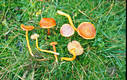 Hygrocybe coccinea (Schaeff.:Fr.)Kummer