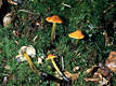 Hygrocybe conica (Schaeff.:Fr.)Kummer