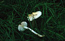 Hygrocybe fornicata (Fr.)Singer