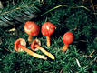 Hygrocybe miniata (Fr.)Kummer