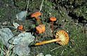 Hygrocybe miniata (Fr.)Kummer