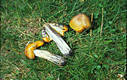 Hygrocybe nigrescens (Qul.)Kuehner