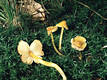 Hygrocybe persistens (Britz.)Sing.