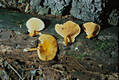 Hygrophoropsis aurantiaca (Wulf.:Fr.)Mre.