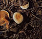 Hygrophoropsis aurantiaca (Wulf.:Fr.)Mre.