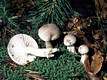 Hygrophorus agathosmus (Fr.)Fr.