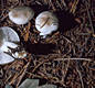 Hygrophorus agathosmus (Fr.)Fr.