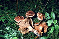 Hygrophorus capreolarius Kalchbr.