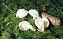 Hygrophorus chrysodon (Batsch:Fr.)Fr.