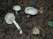 Hygrophorus chrysodon (Batsch:Fr.)Fr.