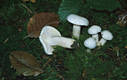 Hygrophorus eburneus (Bull.:Fr.)Fr.