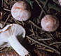 Hygrophorus erubescens Fr.