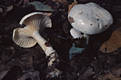 Hygrophorus fagi Becker & Bon