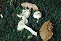 Hygrophorus fagi Becker & Bon