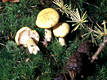 Hygrophorus lucorum Kalchbr.