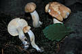 Hygrophorus nemoreus (Lasch)Fr.