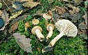 Hygrophorus persoonii Arnolds