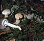 Hygrophorus poetarum Heim