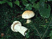 Hygrophorus pudorinus (Fr.)Fr.