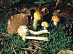 Hygrophorus speciosus Peck