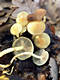 Hypholoma fasciculare (Huds.:Fr.)Kummer