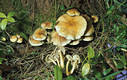 Hypholoma fasciculare (Huds.:Fr.)Kummer