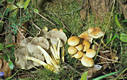 Hypholoma fasciculare (Huds.:Fr.)Kummer