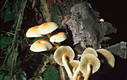 Hypholoma fasciculare (Huds.:Fr.)Kummer