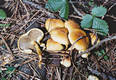 Hypholoma fasciculare (Huds.:Fr.)Kummer