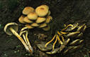 Hypholoma fasciculare (Huds.:Fr.)Kummer