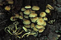 Hypholoma fasciculare (Huds.:Fr.)Kummer