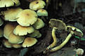 Hypholoma fasciculare (Huds.:Fr.)Kummer