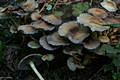 Hypholoma fasciculare (Huds.:Fr.)Kummer