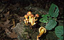 Hypholoma sublateritium (Fr.)Qul.