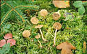 Inocybe cincinnata (Fr.:Fr.)Quel.