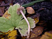 Inocybe cincinnata (Fr.:Fr.)Quel.