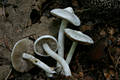 Inocybe geophylla (Sow.:Fr.)Kummer