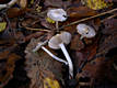 Inocybe geophylla (Sow.:Fr.)Kummer