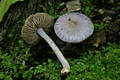 Inocybe geophylla (Sow.:Fr.)Kummer